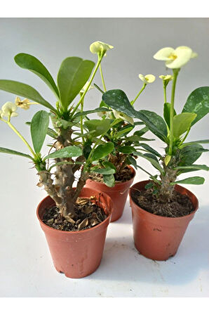 Euphorbia Milii Sarı(dikenler Tacı) Çiçeği 3 Adet 8.5cm Saksıda