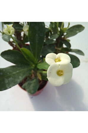 Euphorbia Milii Sarı(dikenler Tacı) Çiçeği 3 Adet 8.5cm Saksıda