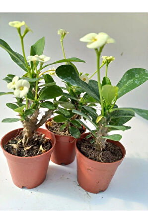 Euphorbia Milii Sarı(dikenler Tacı) Çiçeği 3 Adet 8.5cm Saksıda