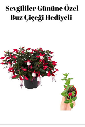 Kadınlar Gününe Özel Hediyelik Küpeli Çiçeği Buz Çiçeği Hediyeli