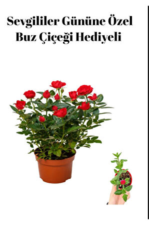 Kadınlar Gününe Özel Kırmızı Renk Gül Fidanı Buz Çiçeği Hediyeli