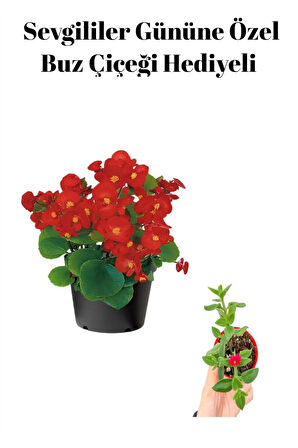 Kadınlar Gününe Özel Kırmızı Renk Şeker Begonya Çiçeği Buz Çiçeği Hediyeli