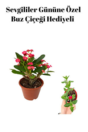 Kırmızı Çiçekli Kaktüs Milli Dikenler Tacı Sevgililer Gününe Özel BUZ ÇİÇEĞİ HEDİYELİ