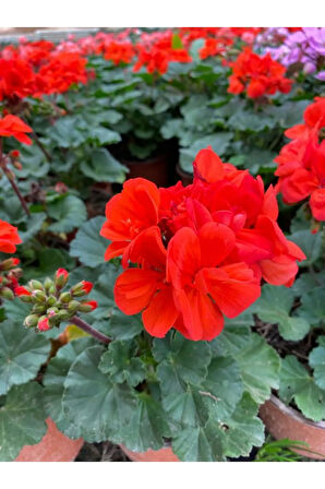 Kadınlar Gününe Özel Kokulu Kırmızı Renk Sardunya Çiçeği Buz Çiçeği Hediyeli