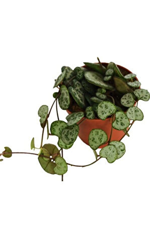 Çok Avantajlı Kalp Kalbe Karşı Çiçeği Ceropegia Woodii Ev Ofis Bitkisi 8.5.cm Saksıda