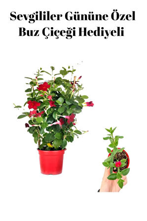 Kadınlar Gününe Özel Kokulu Kırmızı Renk Sarmaşık Mandevilla Buz Çiçeği Hediyeli