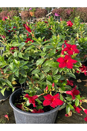 Kadınlar Gününe Özel Kokulu Kırmızı Renk Sarmaşık Mandevilla Buz Çiçeği Hediyeli