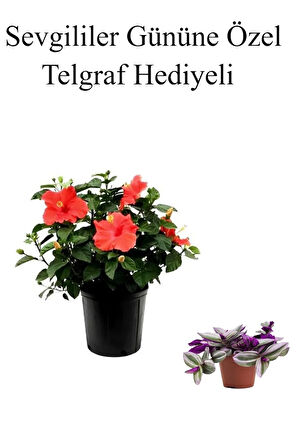 Kadınlar Gününe Özel Hediyelik Kırmızı Japon Gülü Çiçeği Telgraf Hediyeli