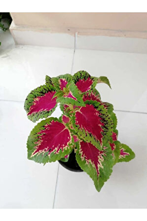 Kampanyalı Yaprağı Güzel Yaprak Güzeli Orta Boy 35cm