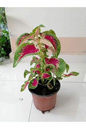 Kampanyalı Yaprağı Güzel Yaprak Güzeli Orta Boy 35cm