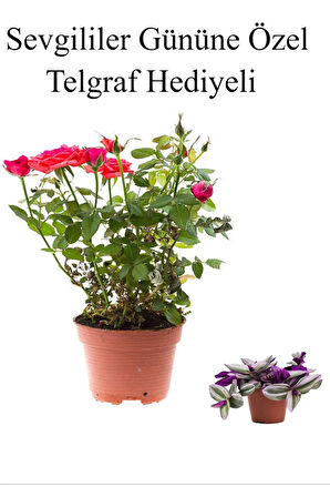 Kadınlar Gününe Özel Kırmızı Renk Bodur Gül Fidanı Telgraf Hediyeli