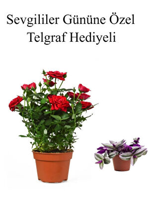 Öğretmenler Gününe Özel Kırmızı Renk Gül Fidanı Telgraf Hediyeli