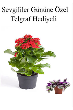 Anneler Gününe Özel Kırmızı Renk Kalanşo Çiçeği Telgraf