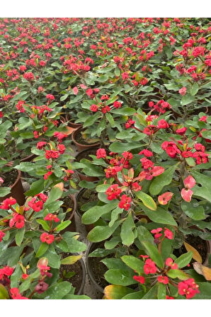 Kadınlar Gününe Özel Kırmızı Renk Milli Diken-kaktüs Telgraf Hediyeli