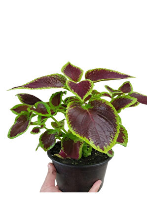 Yaprak Güzeli Kalyos Çiçeği