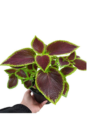 Yaprak Güzeli Kalyos Çiçeği