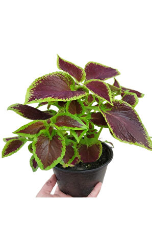 Yaprak Güzeli Kalyos Çiçeği