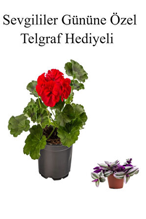 Kadınlar Gününe Özel Kokulu Kırmızı Renk Sardunya Çiçeği Telgraf Hediyeli