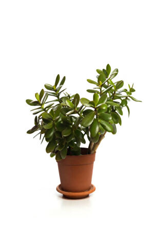 Hediyelik Parlak Yapraklı Şans Para Ağacı Bitkisi Sarı Milli Kaktüs HEDİYELİ