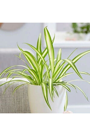 Çok Avantajlı Hava Temizleyen Kurdela Çiçeği Ev Ofis Iç Mekan Salon Bitkisi