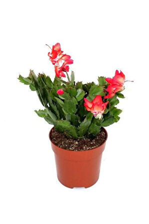 Hediyelik Kırmızı Renk Yılbaşı Çiçeği Sevgililer Gününe Özel TELGRAF HEDİYELİ