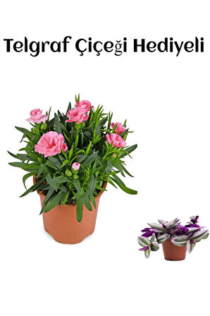 Hediyelik Mis Kokulu Şeker Pembe Karanfil Çiçeği TELGRAF HEDİYELİ