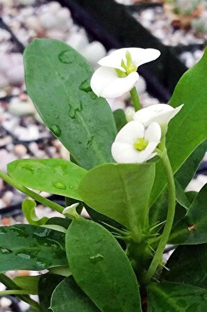 Çok Avantajlı Euphorbia Milii White Dikenler Tacı Beyaz Ev Ofis Salon Iç Mekan Bitkisi - 25 Cm
