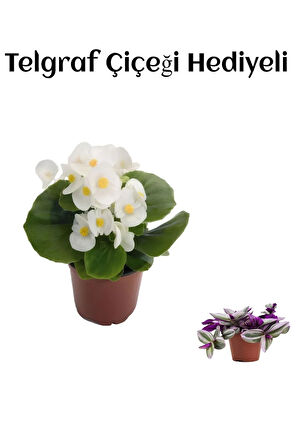 Hediyelik Beyaz Şeker Begonya Çiçeği Sevgililer Gününe Özel TELGRAF HEDİYELİ