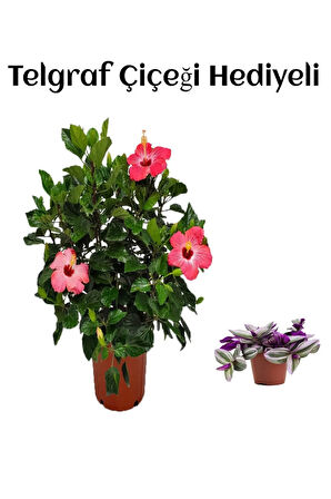 Sevgililer Gününe Özel Pembe Renk Japon Gülü Çiçeği Telgraf