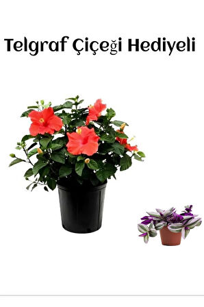 Avantajlı Öğretmenler Gününe Özel Kırmızı Renk Japon Gülü Çiçeği Telgraf