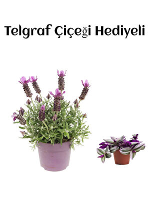 Mis Kokulu Mor Lavanta Fidanı Sevgililer Gününe Özel TELGRAF HEDİYELİ