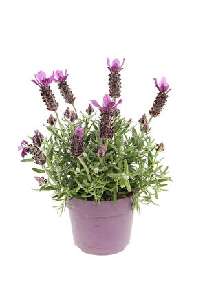 Mis Kokulu Mor Lavanta Fidanı Sevgililer Gününe Özel TELGRAF HEDİYELİ