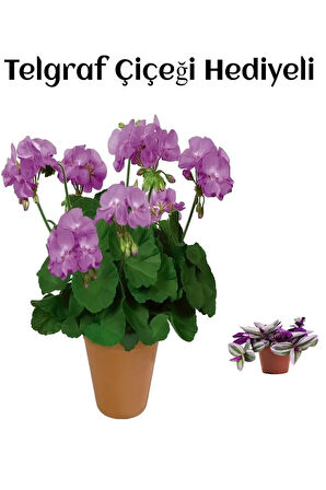 Hediyelik Mor Renk Sardunya Fidanı Sevgililer Gününe Özel TELGRAF HEDİYELİ