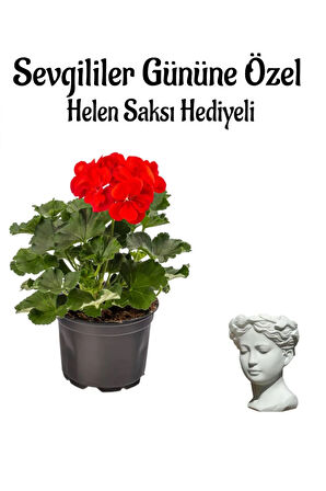 Kadınlar Gününe Özel Kokulu Kırmızı Renk Sardunya Çiçeği Helen Saksı Hediyeli
