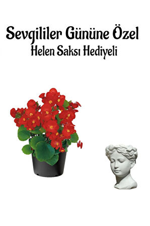 Kadınlar Gününe Özel Kırmızı Renk Şeker Begonya Çiçeği Helen Saksı Hediyeli