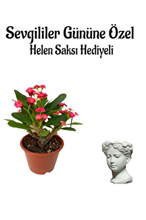 Kadınlar Gününe Özel Kırmızı Renk Milli Diken-kaktüs Helen Saksı Hediyeli