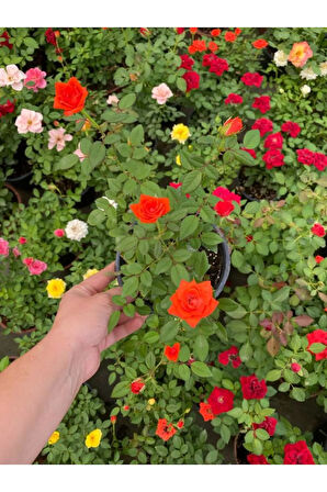 Kadınlar Gününe Özel Kırmızı Renk Bodur Gül Fidanı Helen Saksı Hediyeli