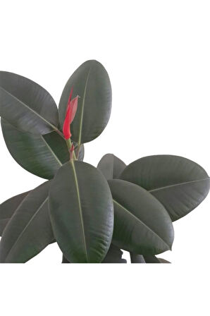 Kampanyalı Ficus Elastika - Kauçuk Bitkisi 60-80 Cm Tek Kök