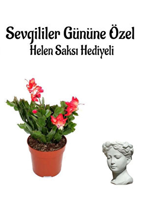 Anneler Gününe Özel Kırmızı Renk Yılbaşı Çiçeği Helen Saksı Hediyeli