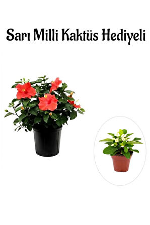 Kadınlar Gününe Özel Çiçekli Çilli Begonya Çiçeği Sarı Milli Kaktüs Hediyeli
