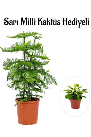 Parlak Yapraklı Salon Çamı Sevgililer Gününe Özel Sarı Milli Kaktüs HEDİYELİ