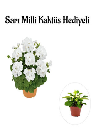 Hediyelik Beyaz Sardunya Çiçeği Sevgililer Gününe Özel Sarı Milli Kaktüs HEDİYELİ