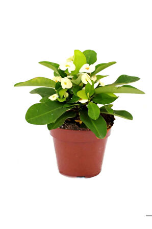 Hediyelik Beyaz Sardunya Çiçeği Sevgililer Gününe Özel Sarı Milli Kaktüs HEDİYELİ