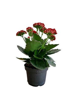 Çok Avantajlı Kalanchoe - Kalanşo Çiçeği (kırmızı Çiçekli)