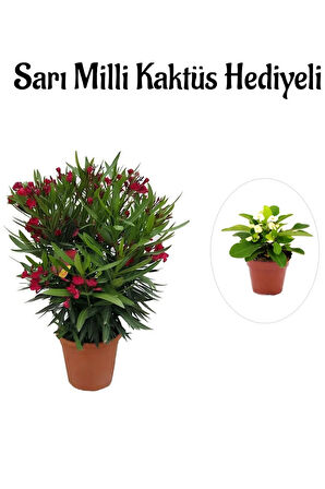 Kadınlar Gününe Özel Kırmızı Bodur Zakkum Fidanı Sarı Milli Kaktüs Hediyeli