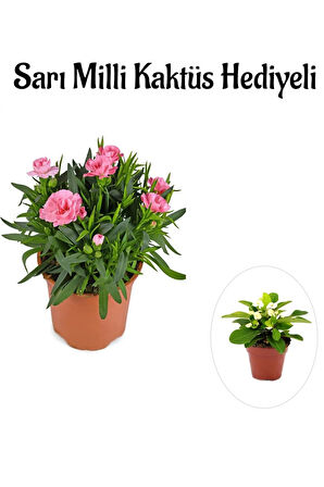 Avantajlı Mis Kokulu Şeker Pembe Karanfil Çiçeği Sevgililer Gününe Özel Sarı Milli