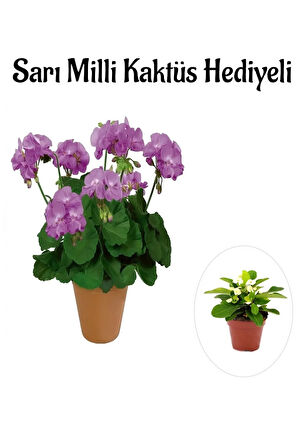 Hediyelik Mor Renk Sardunya Fidanı Sevgililer Gününe Özel Sarı Milli Kaktüs HEDİYELİ
