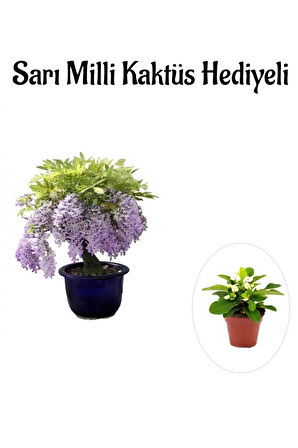 Mor Salkım Ağacı Fidanı Sevgililer Gününe Özel Sarı Milli Kaktüs HEDİYELİ