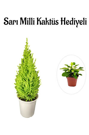 Limon Kokulu Salon Limon Çamı Sevgililer Gününe Özel Sarı Milli HEDİYELİ