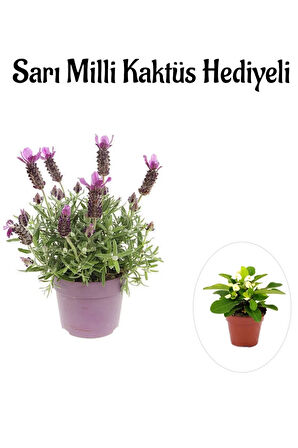 Mis Kokulu Mor Lavanta Fidanı Sevgililer Gününe ÖzelSarı Milli Kaktüs HEDİYELİ